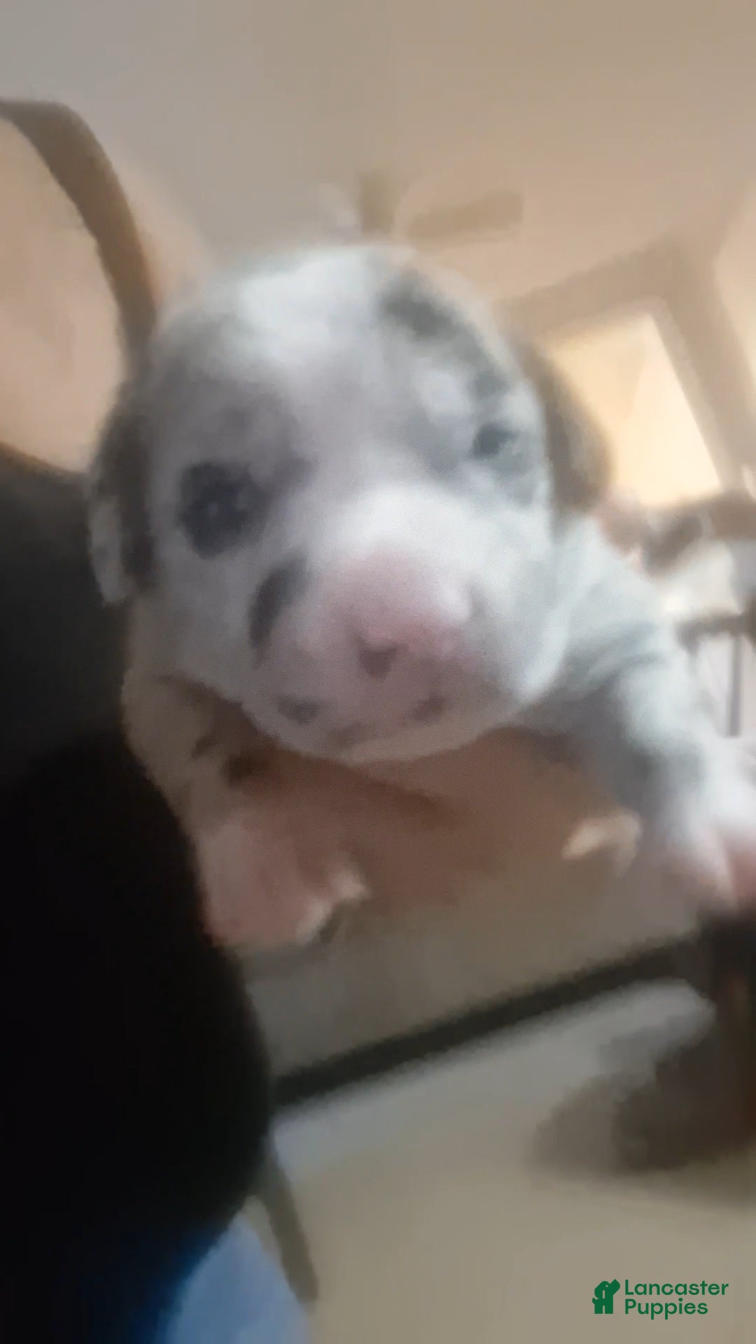 American Pit Bull Terrier dogs Luna - Ad 4