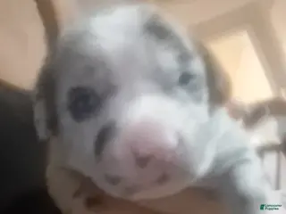 American Pit Bull Terrier dogs Luna - Ad 4