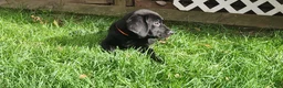 Labrador Retriever dogs for sale: Labrador Retriever orange - Ad 3