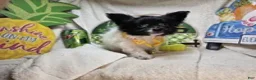 Papillon dogs for sale: Valentia (T-cup) - Ad 2