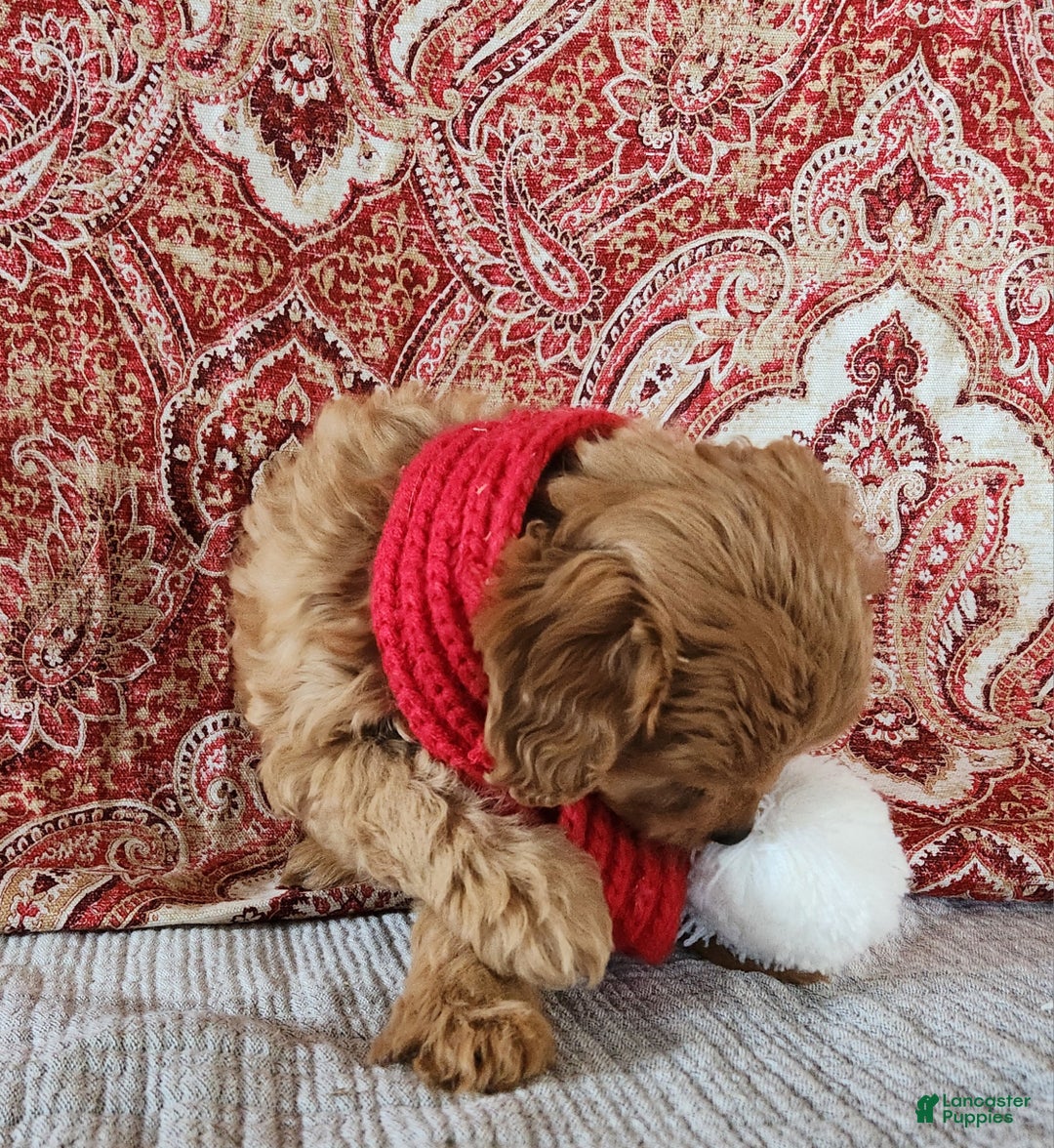 Mini Goldendoodle dogs for sale: Kim - Ad 5