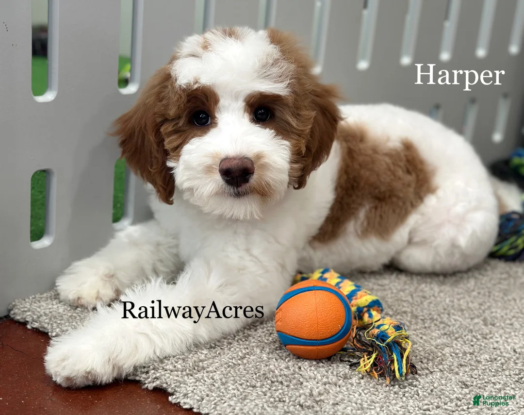 Goldendoodle dogs for sale: Harper-F1b Mini - Ad 1