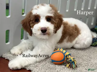 Goldendoodle dogs Harper-F1b Mini - Ad 30