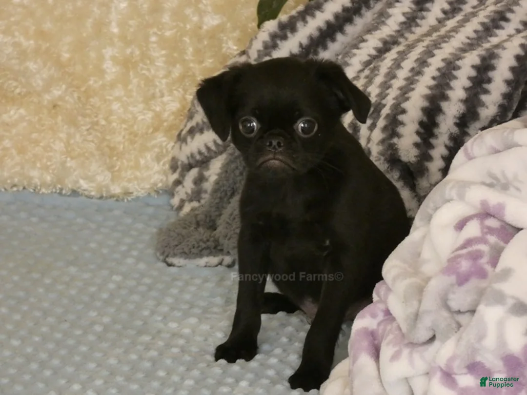 Brussels Griffon dogs for sale: Baxter - AKC - Ad 2