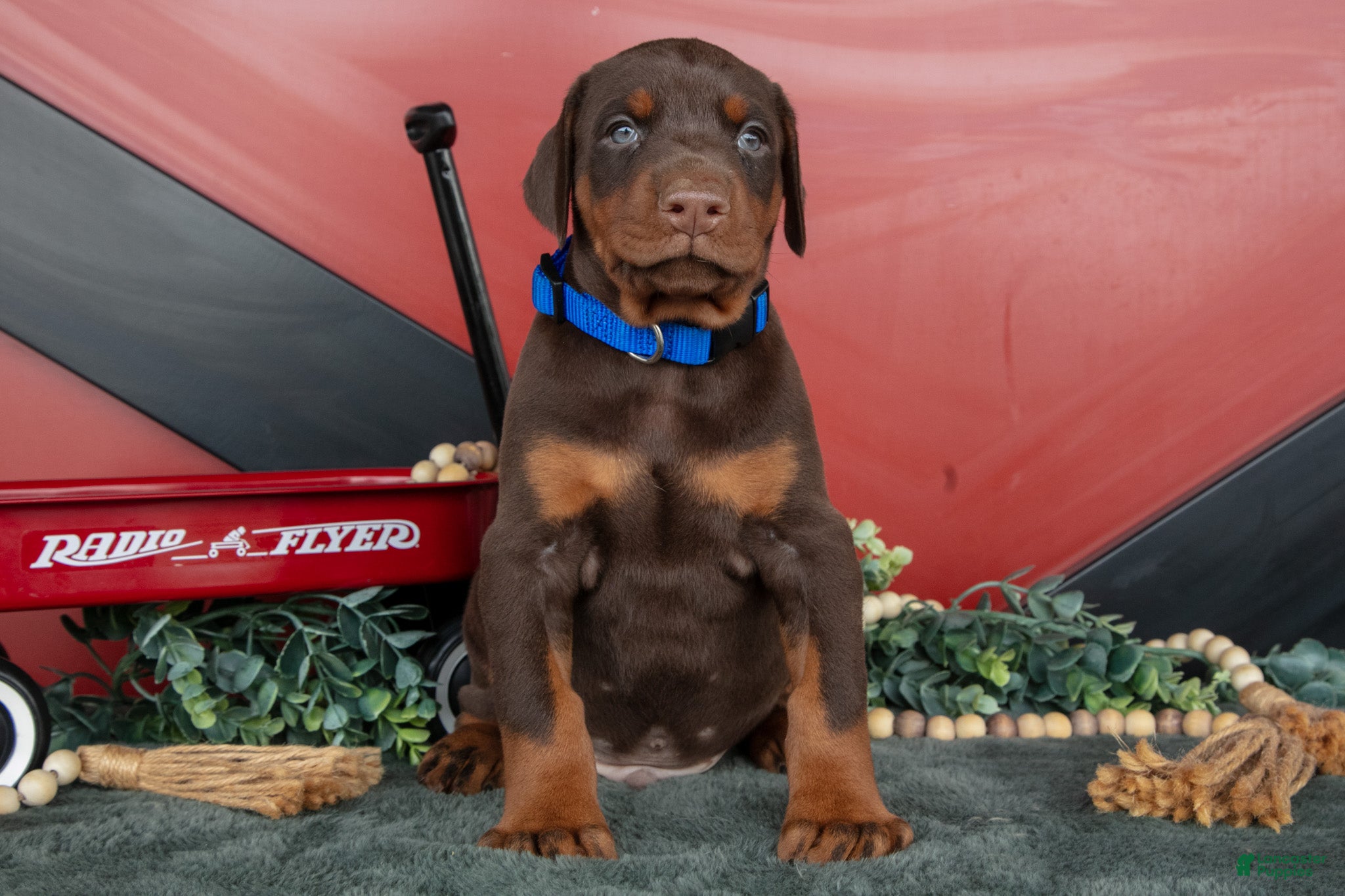 Doberman Pinscher dogs Rex - Ad 2