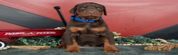 Doberman Pinscher dogs for sale: Rex - Ad 2