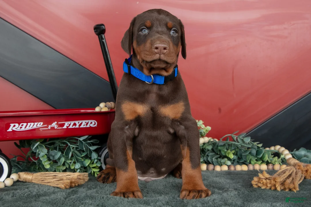 Doberman Pinscher dogs for sale: Rex - Ad 2