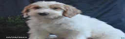 Goldendoodle dogs for sale: Garrett - Ad 4
