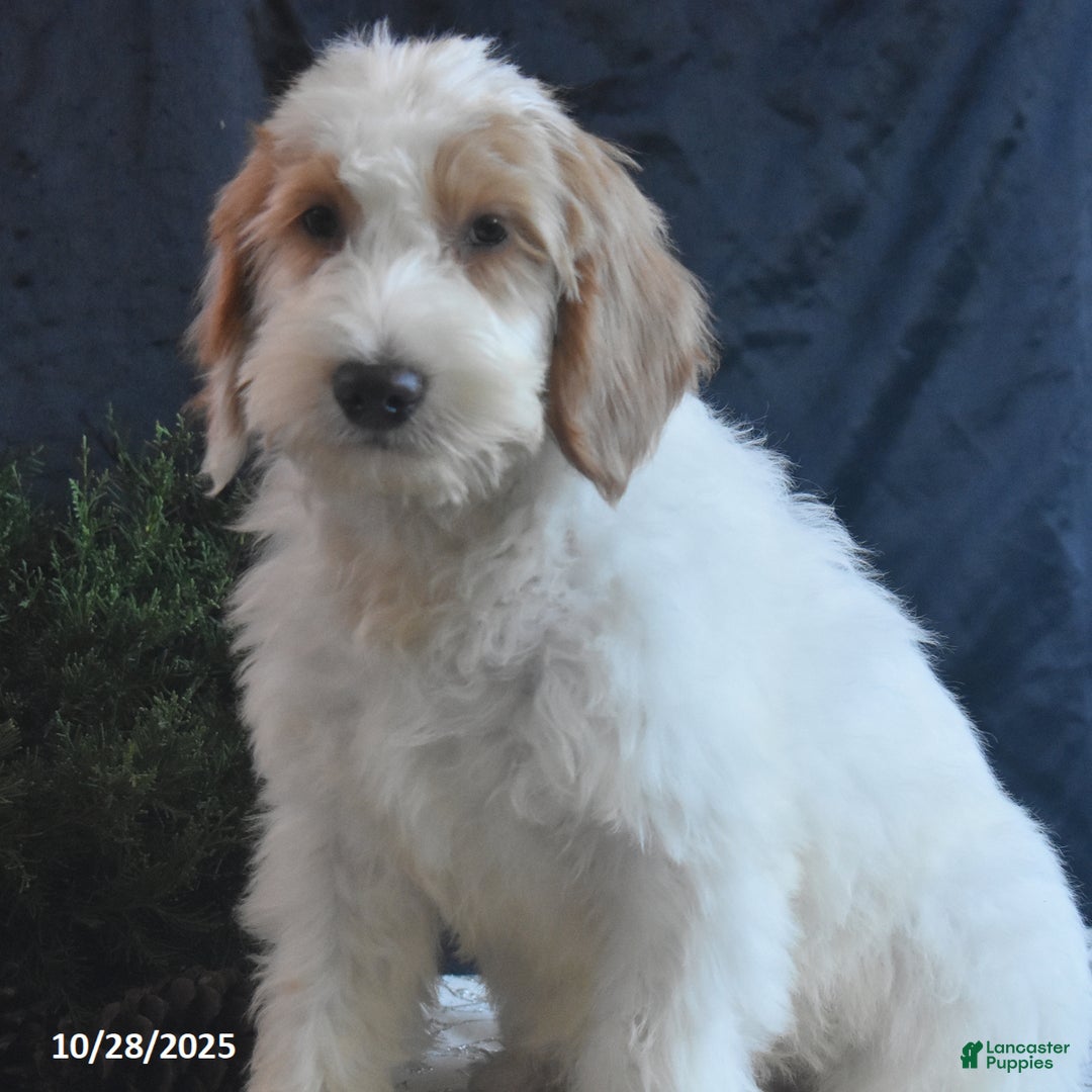Goldendoodle dogs for sale: Garrett - Ad 4
