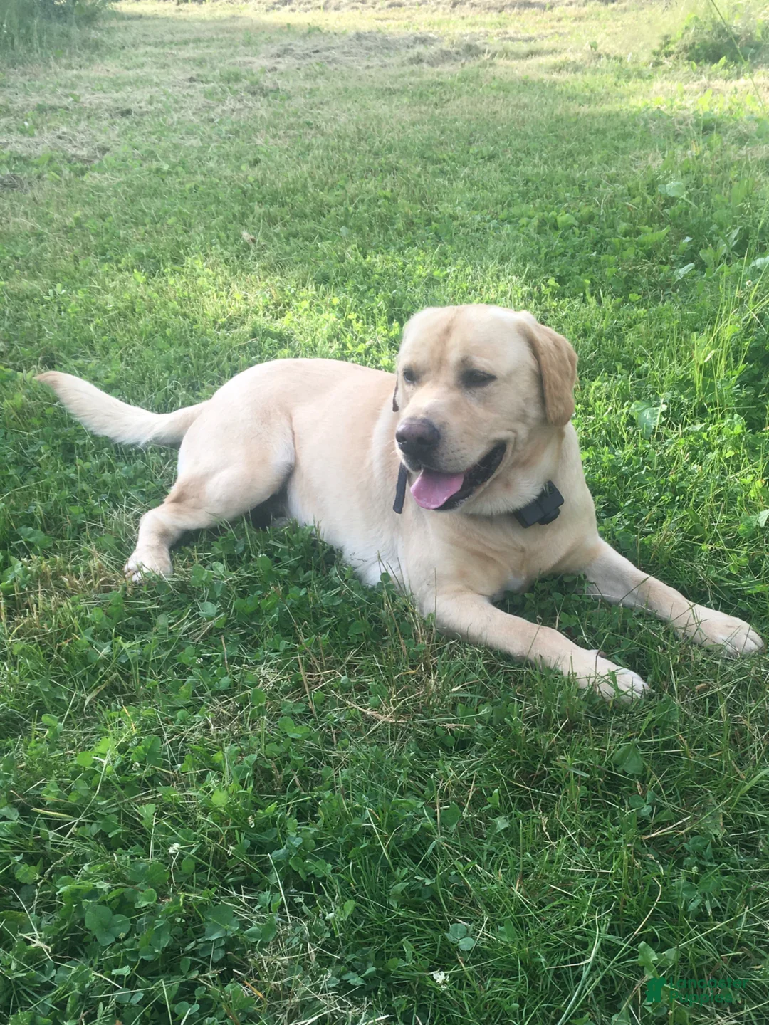Labrador Retriever dogs for sale: Kylee - Ad 5