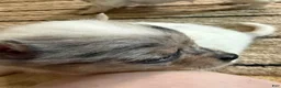 Chihuahua dogs for sale: AKC,Apple head spike,blue & white Merle  - Ad 17