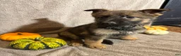 German Shepherd dogs for sale: Elvira (Black Collar Female)  - Ad 2