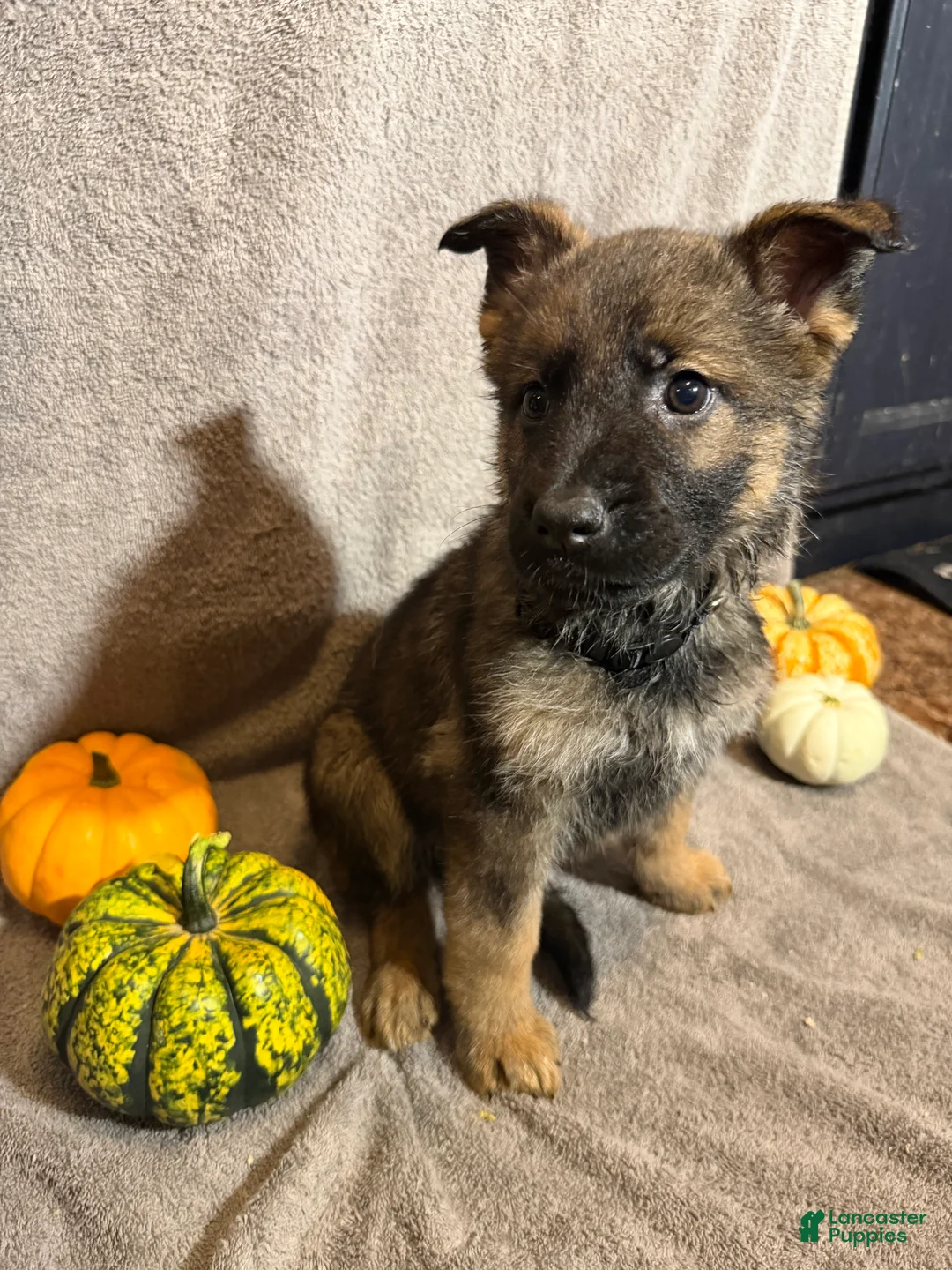 German Shepherd dogs for sale: Elvira (Black Collar Female)  - Ad 2