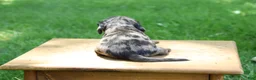 Miniature Dachshund dogs for sale: Mini Dachshund: Max - Ad 2