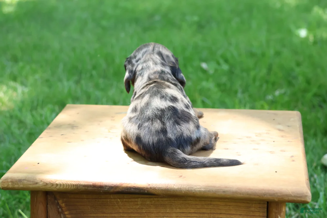 Miniature Dachshund dogs for sale: Mini Dachshund: Max - Ad 2