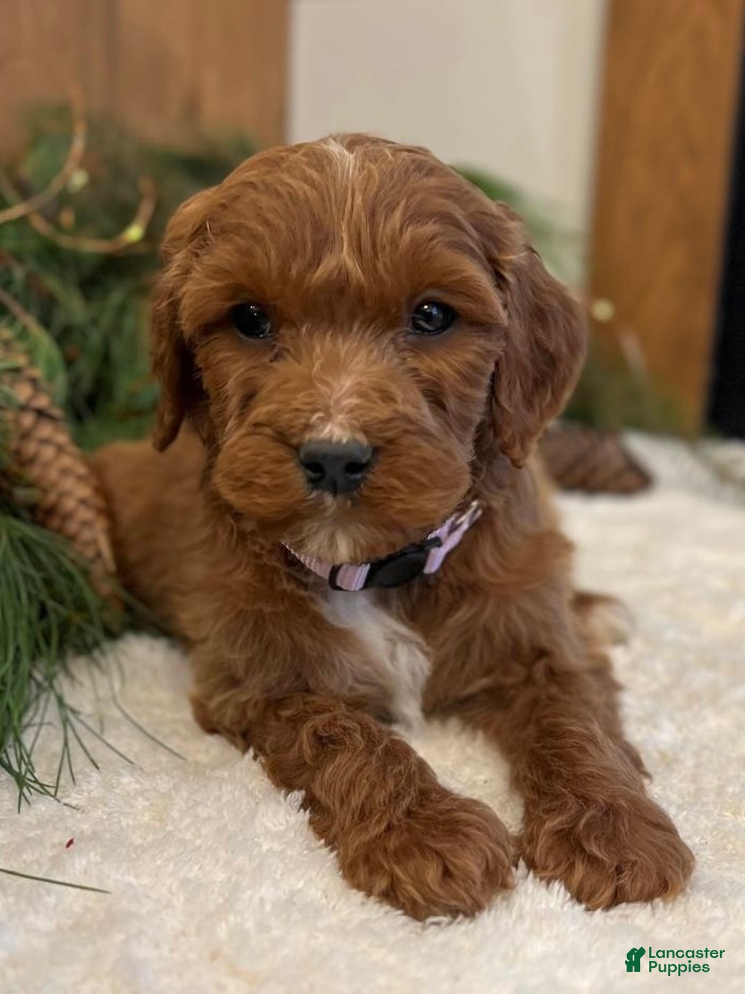 Irish Doodle dogs for sale: Ellie - Ad 4