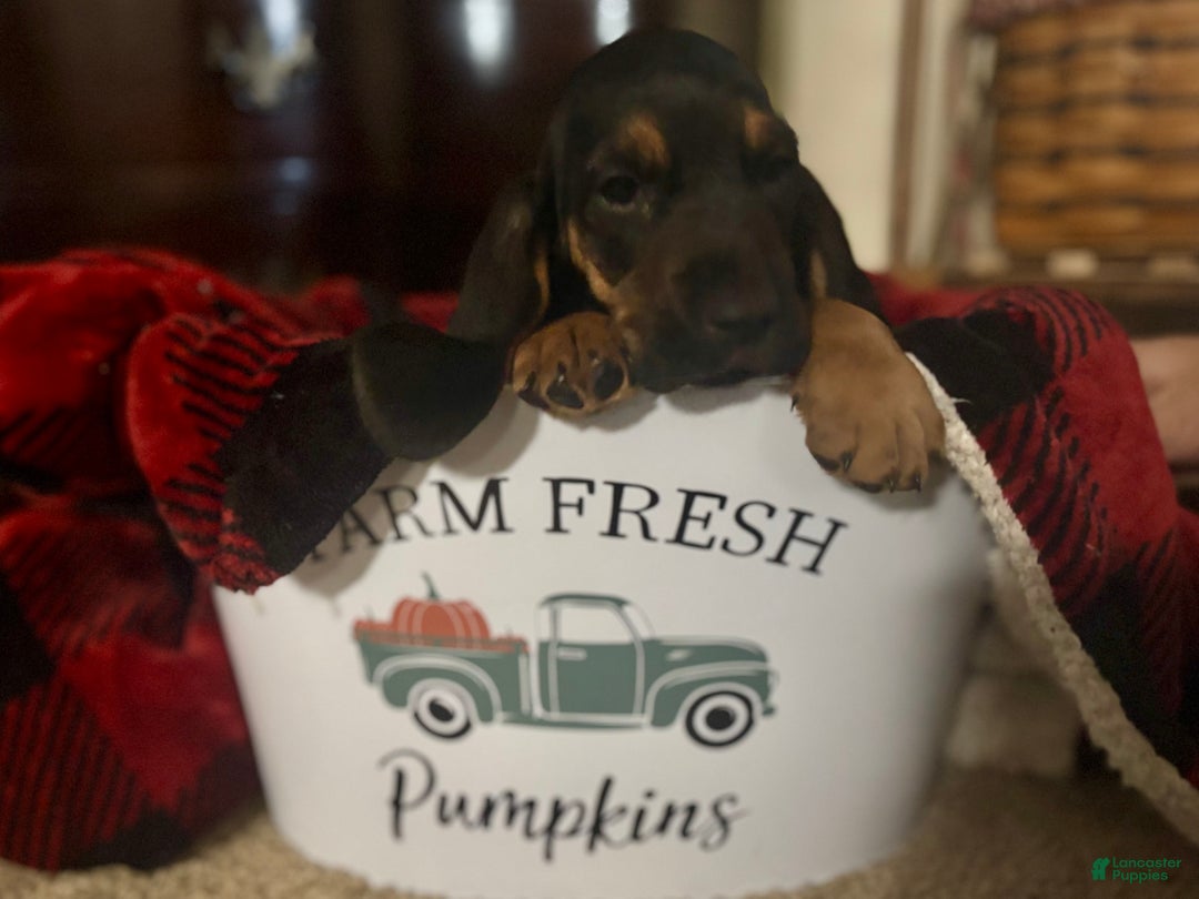 Basset Hound dogs for sale: Axel - Ad 1