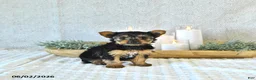 Yorkshire Terrier dogs for sale: Bella   - Ad 4