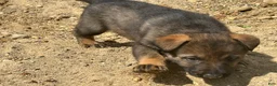 German Shepherd dogs for sale: German Shepherd Puppy 2 - Ad 4