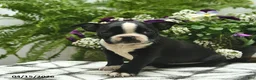 Boston Terrier dogs for sale: Mollie  - Ad 3