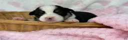 Mixed Breed dogs for sale: Black Girl 1 - Ad 2