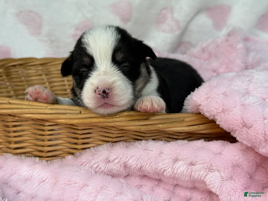 Mixed Breed dogs for sale: Black Girl 1 - Ad 2