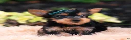 Yorkshire Terrier dogs for sale: Suki - Ad 4