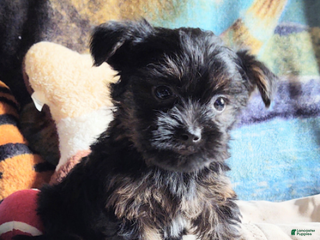 Yorkiepoo dogs - Ad 7