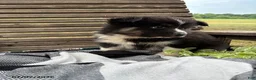 Pomsky dogs for sale: Max - Ad 5