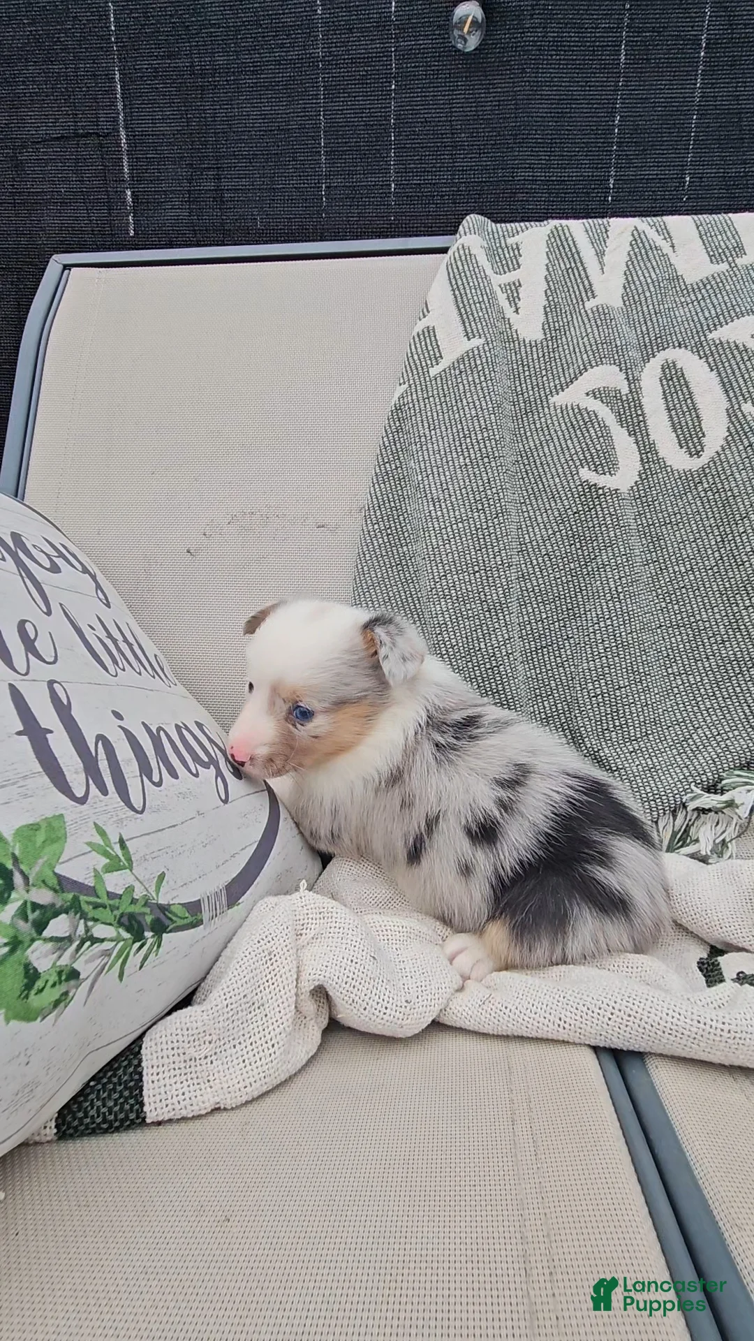 Mixed Breed dogs for sale: Reed - Ad 6