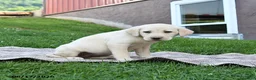 Labrador Retriever dogs for sale: Goldie - Ad 4