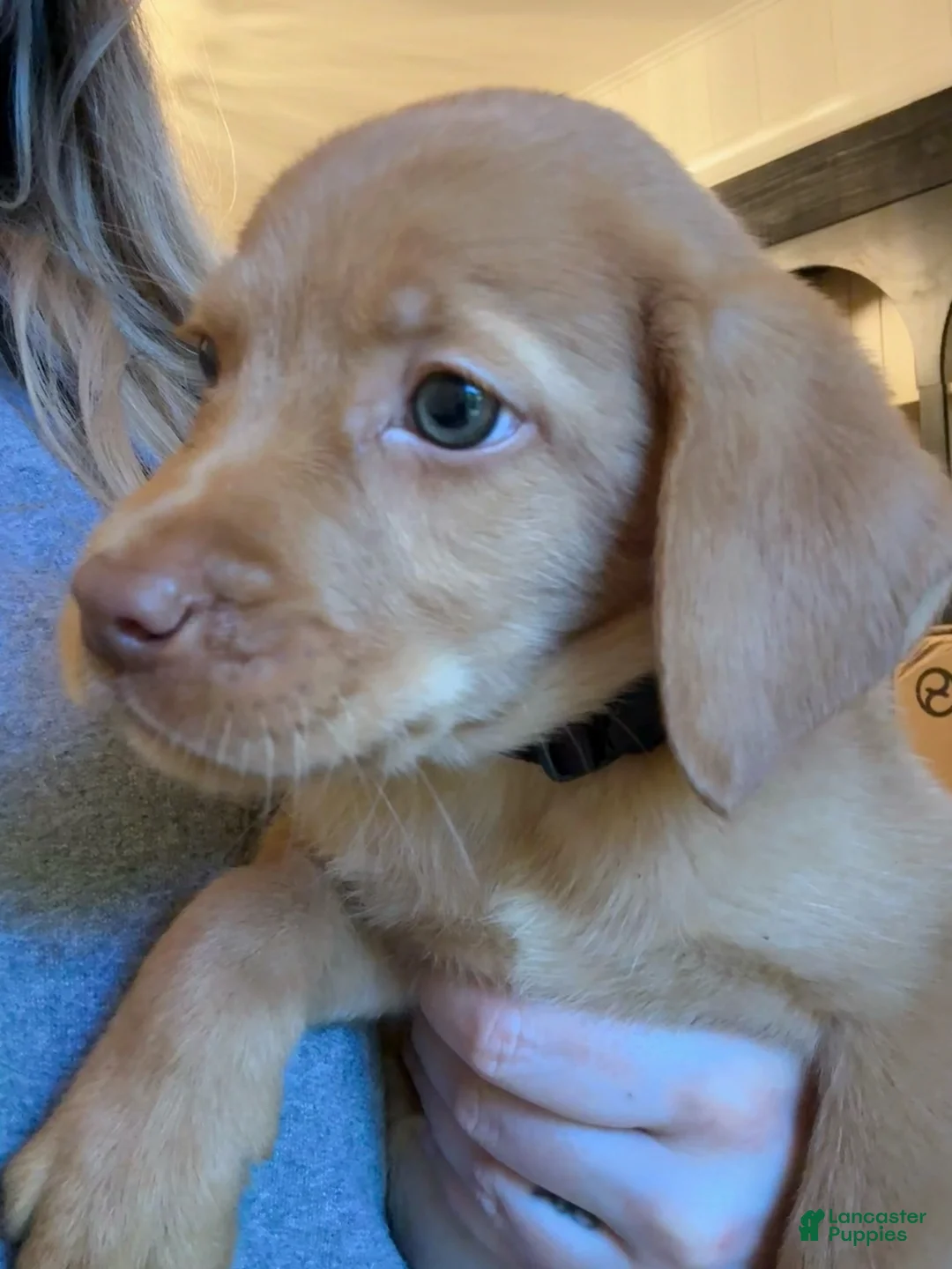 Labrador Retriever dogs for sale: Black Collar Fox Red Lab Puppy - Ad 2