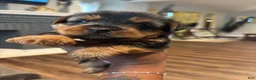 Yorkshire Terrier dogs for sale: Sunny - Ad 4