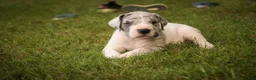 Great Dane dogs for sale: Colton Great Dane  - Ad 5