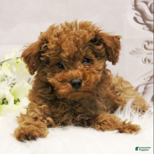 Toy Poodle dogs Dustin - Ad 2