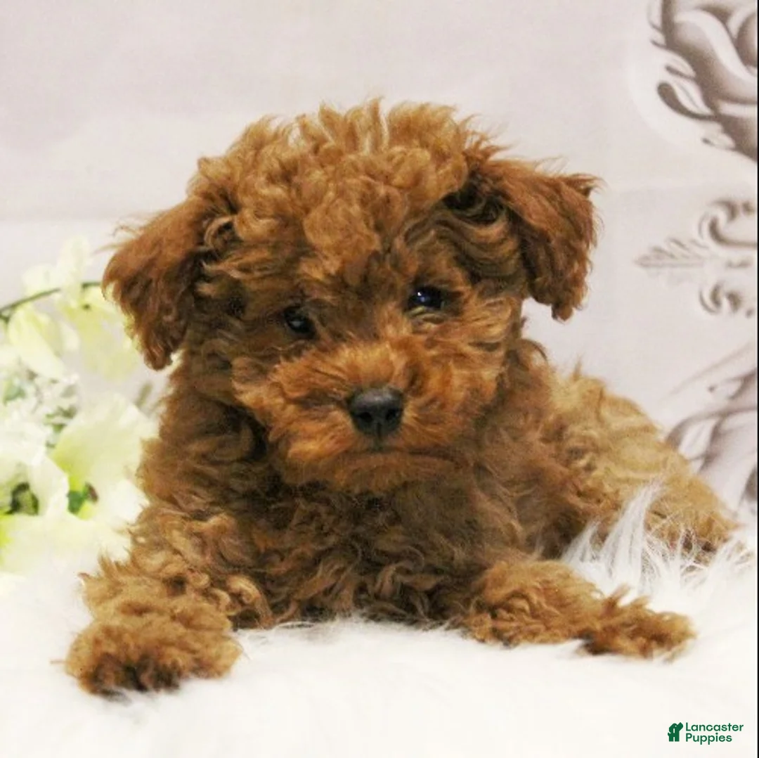 Toy Poodle dogs for sale: Dustin - Ad 2