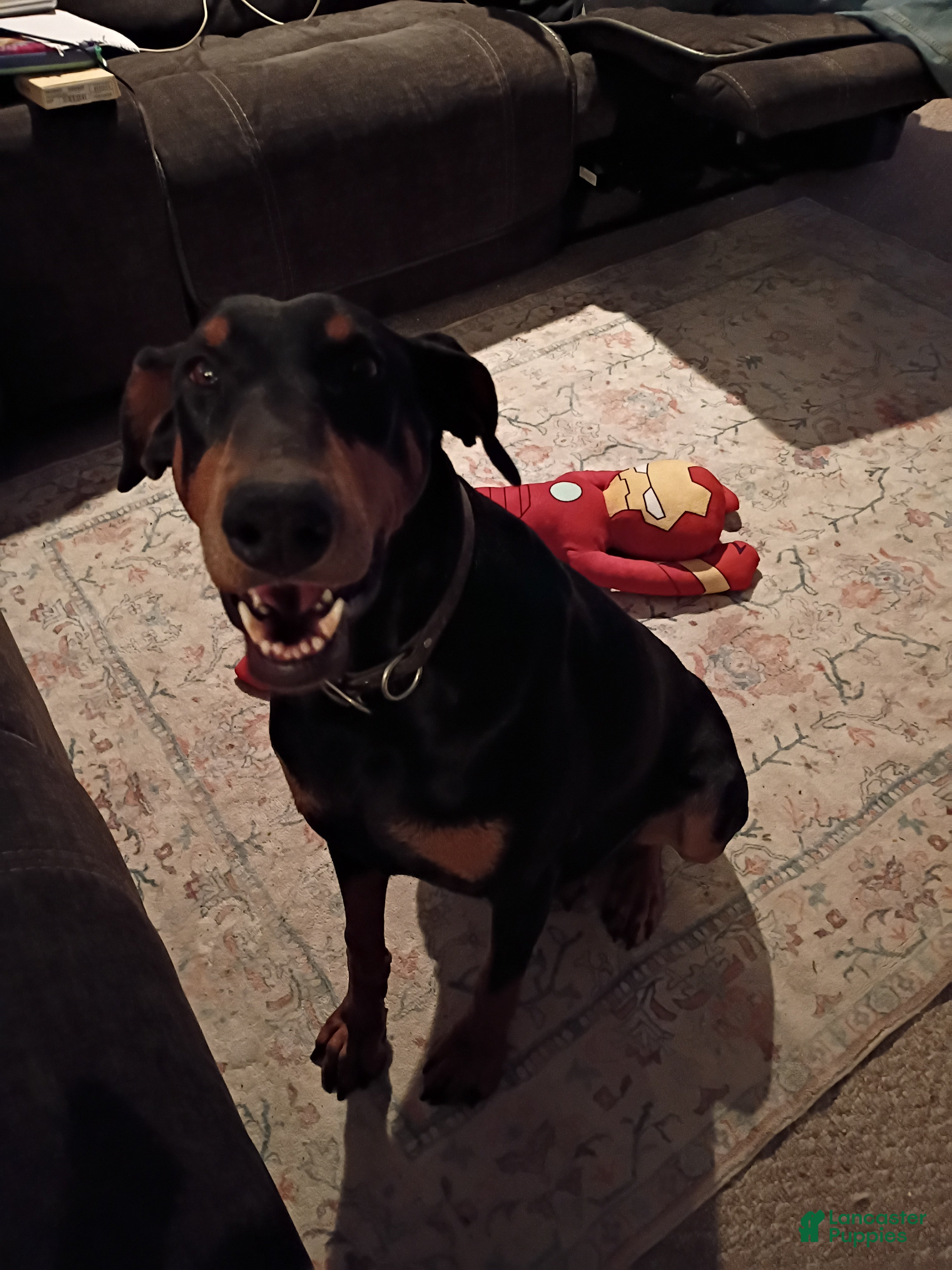 Doberman Pinscher dogs Taffy - Ad 36