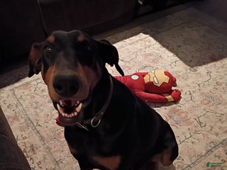 Doberman Pinscher dogs Taffy - Ad 36