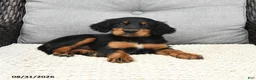 Mixed Breed dogs for sale: Kacy - Ad 4