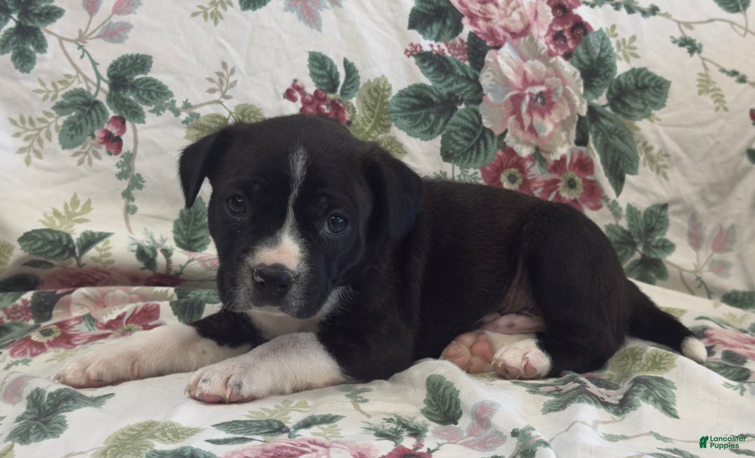 Mixed Breed dogs for sale: Marshall - Ad 6