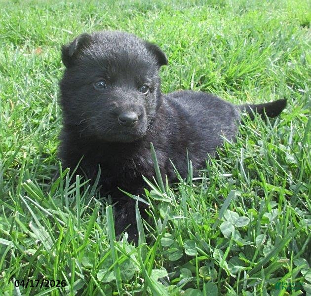 German Shepherd dogs Volvo - Ad 1