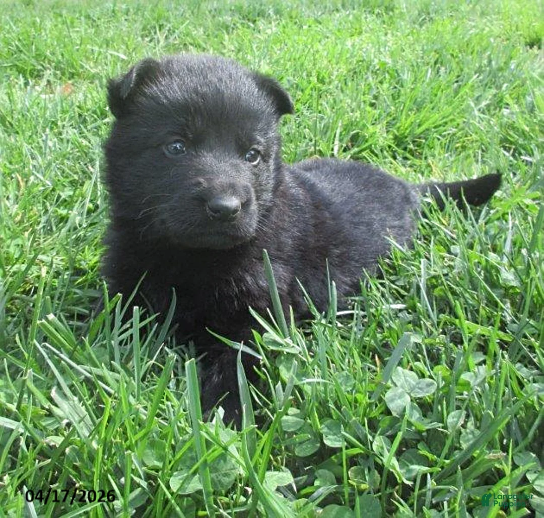 German Shepherd dogs for sale: Volvo - Ad 1