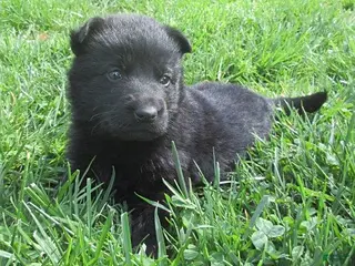 German Shepherd dogs for sale: Volvo - Ad 3