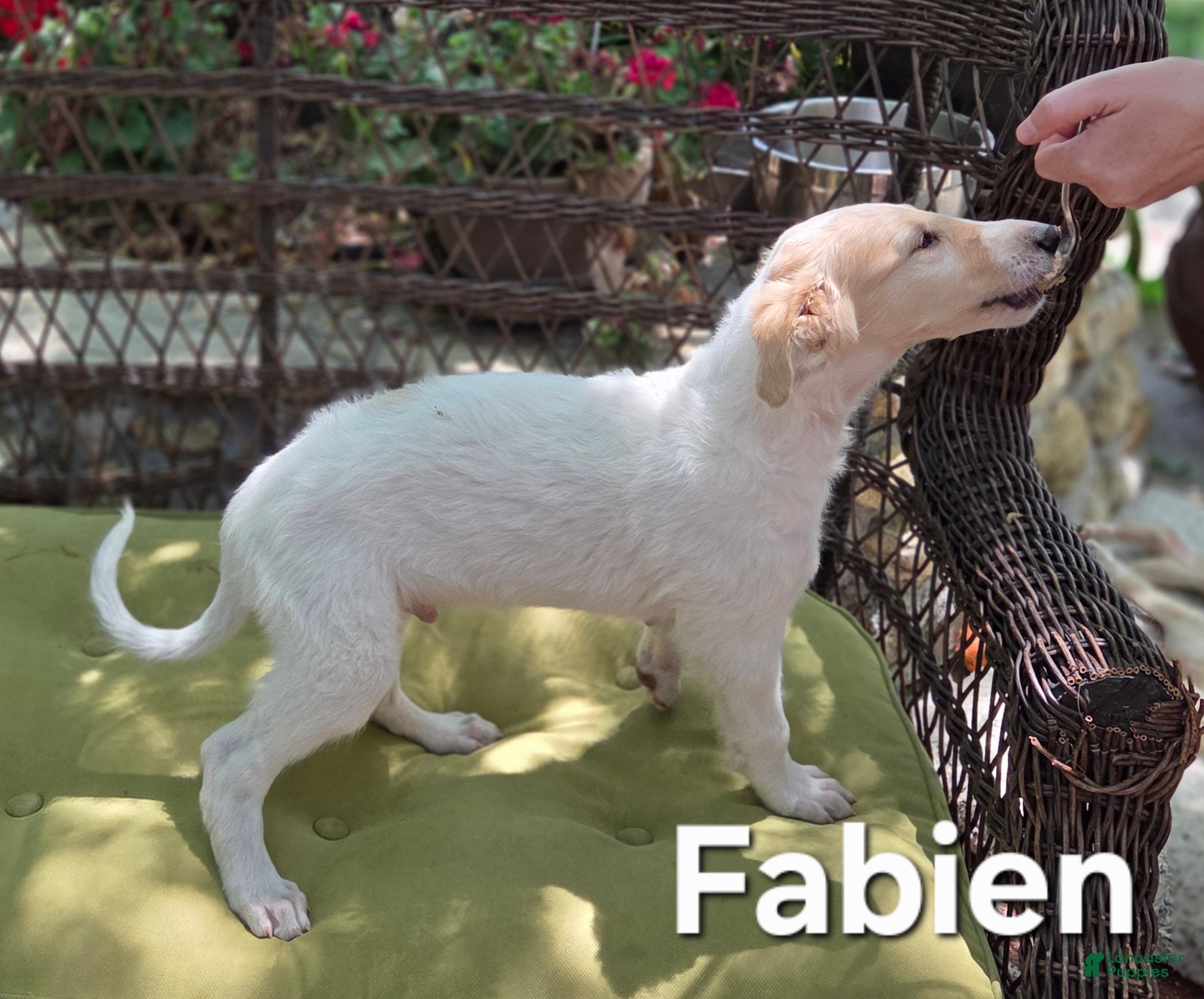 Borzoi dogs Fabien - Ad 1