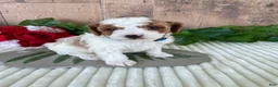 Mini Goldendoodle dogs for sale: Mr. Whistler - Ad 3