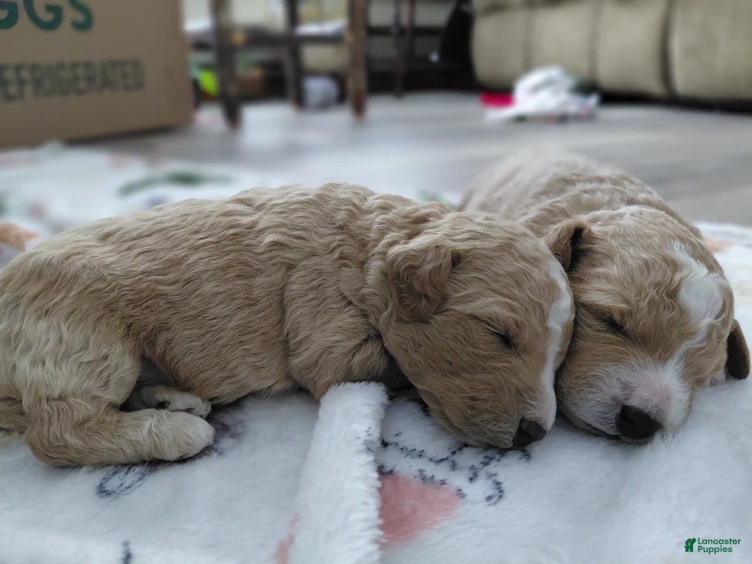 Mini Goldendoodle dogs for sale: Mini-Goldendoodle Puppy 1 - Ad 2