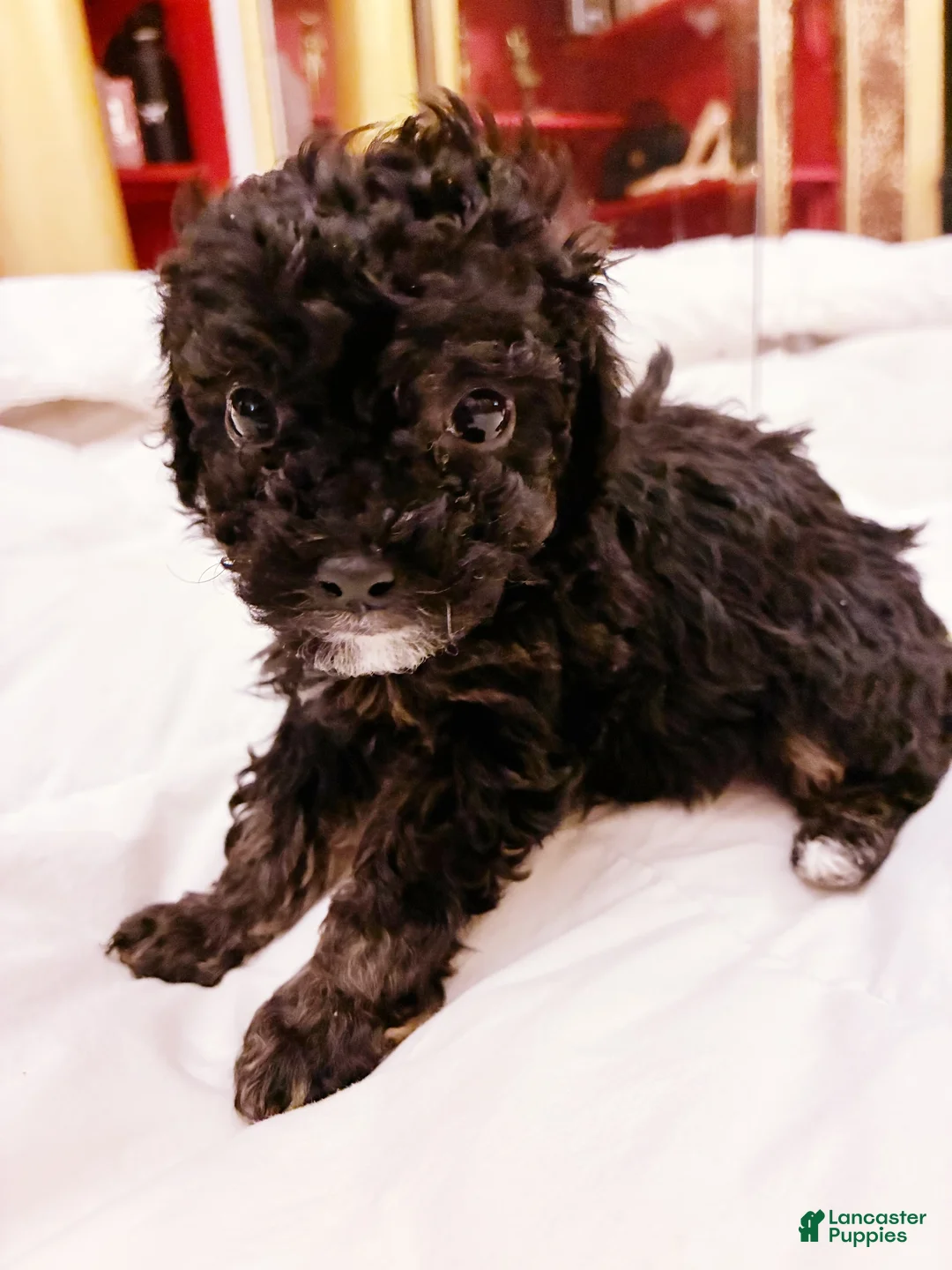 Toy Poodle dogs for sale: Iras Tut , Toy Poodle Puppy  - Ad 2