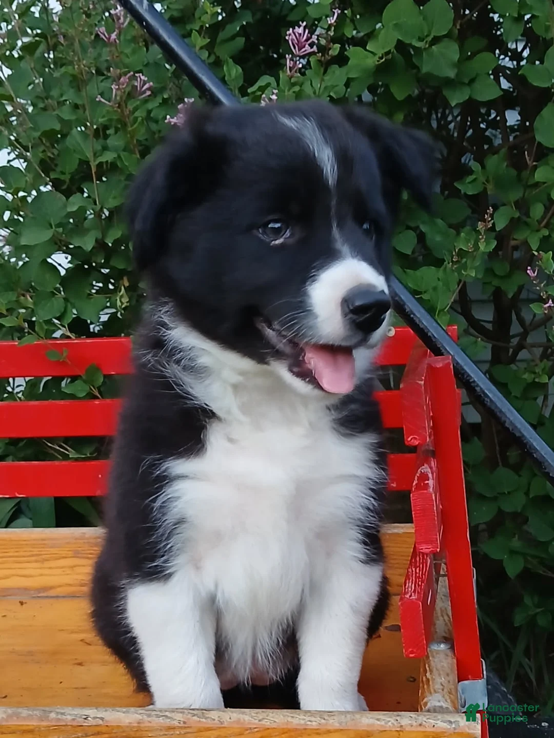 Border Collie dogs for sale: Spring - Ad 5