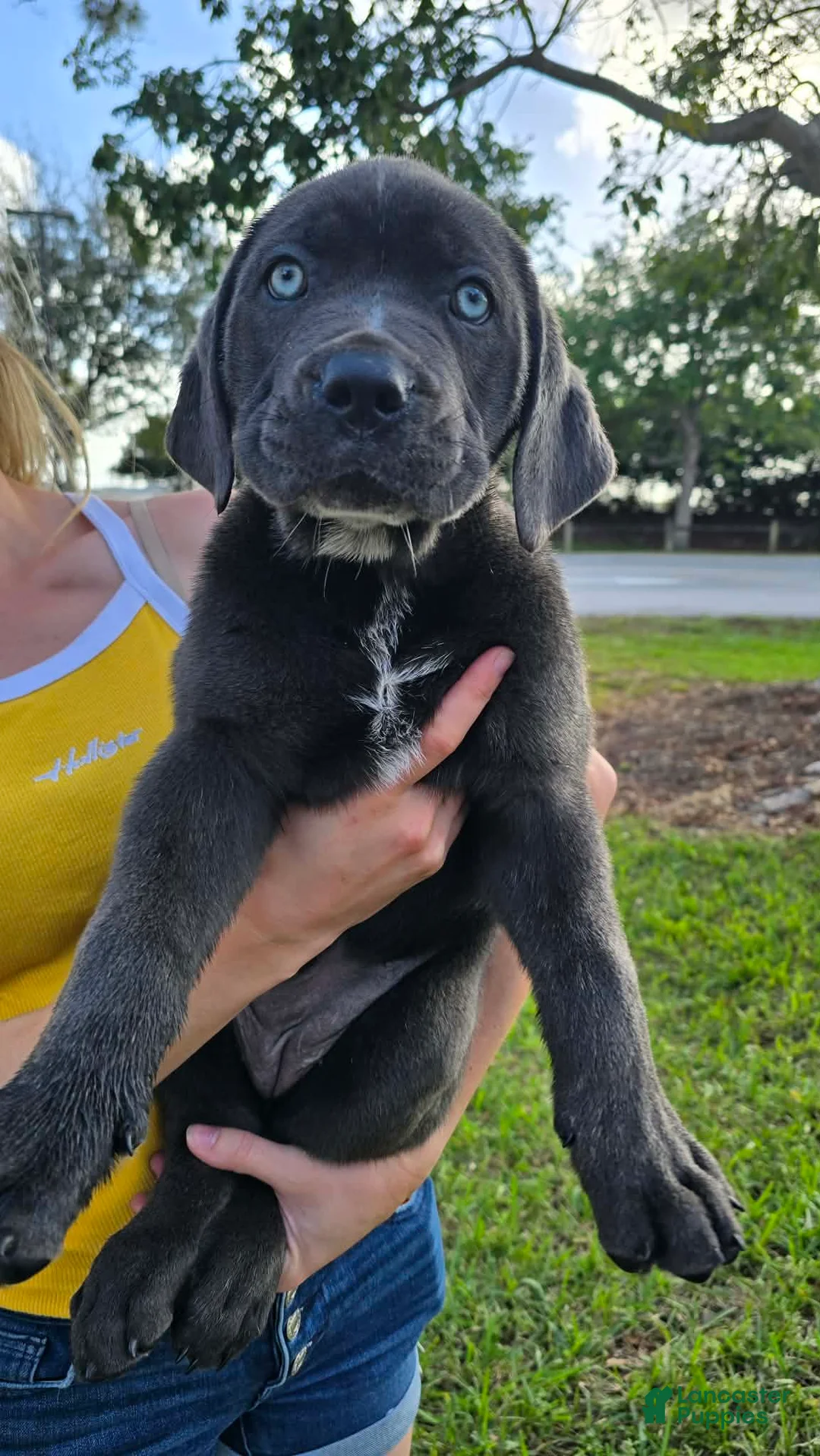 Cane Corso dogs for sale: Stella - Ad 2