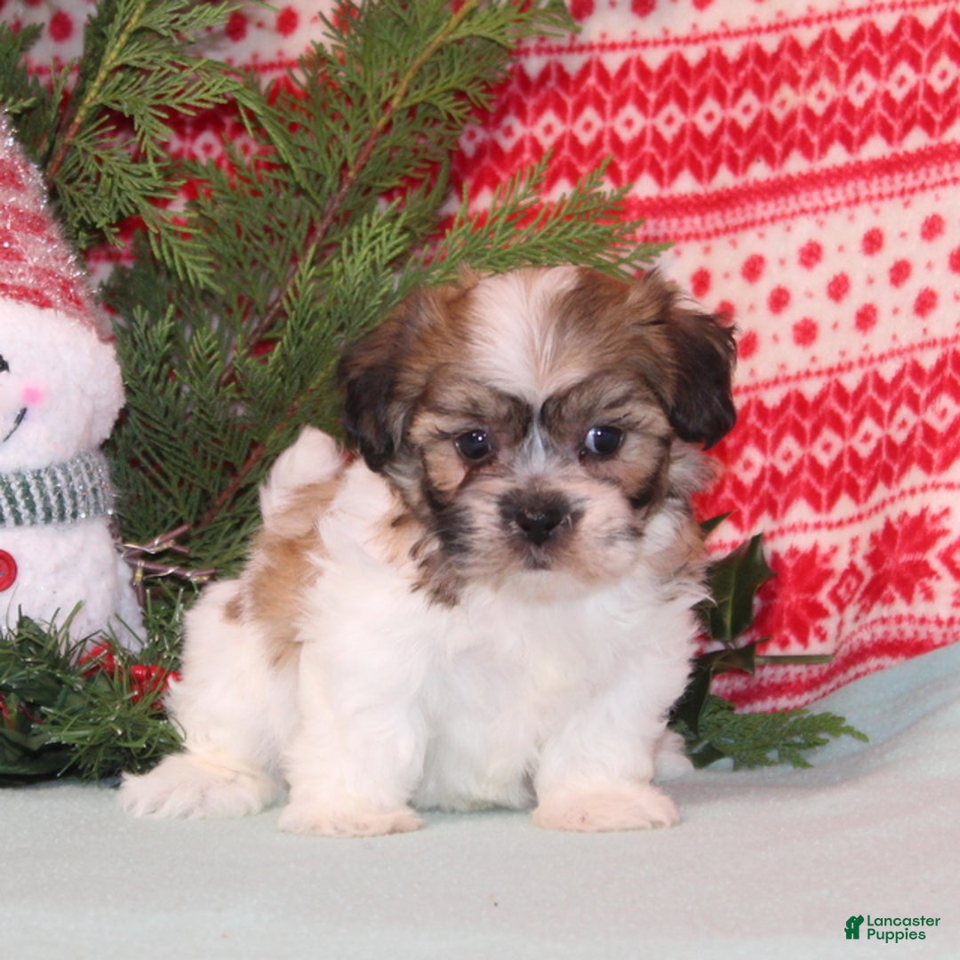 Teddy Bear dogs for sale: Xara - Ad 1